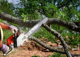 Best Tree Cabling and Bracing  in La Crosse, WI